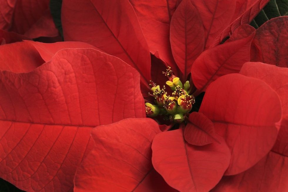 Broken poinsettia, unbroken spirit