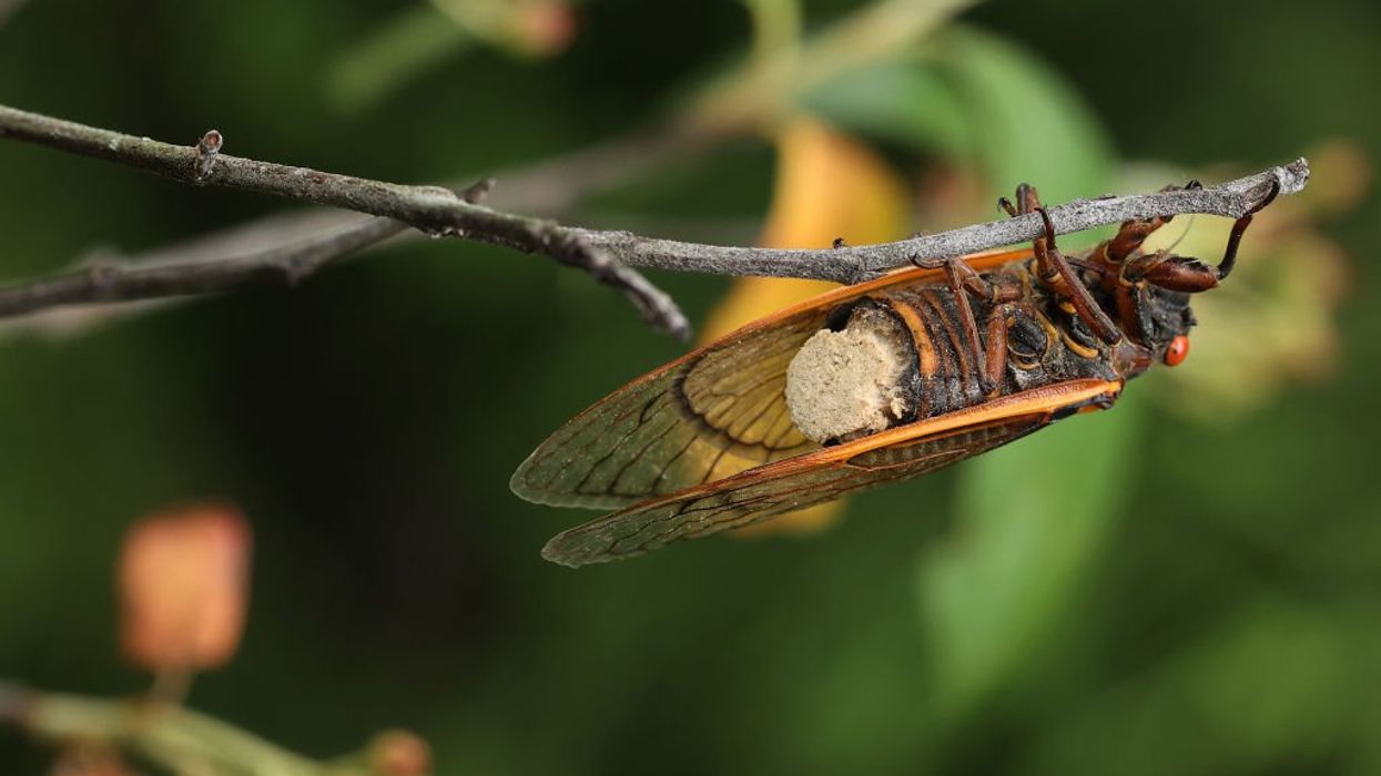 Bizarre fungus hijacks cicadas, transforming them into killer nymphomaniacs