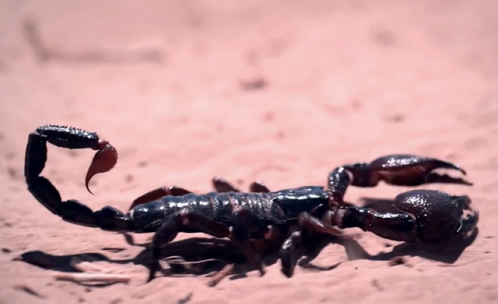 Scorpion Shows Up in an Unlikely Place — and Makes Its Presence Felt