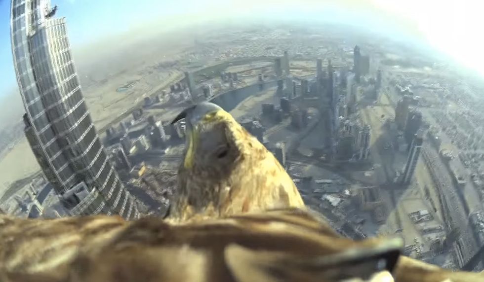 This Is Incredible': Watch Nature Conquer the World's Tallest Building With Ease