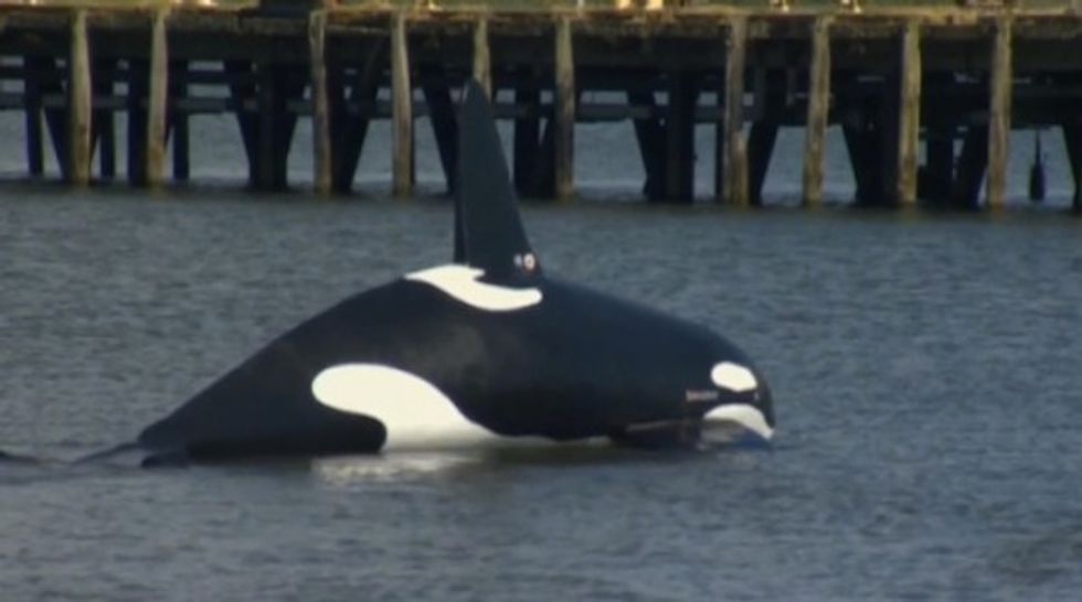 Officials Tried Using a Fake Orca Whale to Scare Off Annoying Sea Lions — Watch What Happened Instead