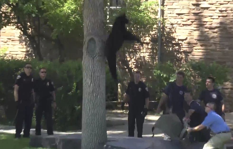 Tranquilized Bear Photographed Falling From Tree — but It's Old Hat at This Colorado College