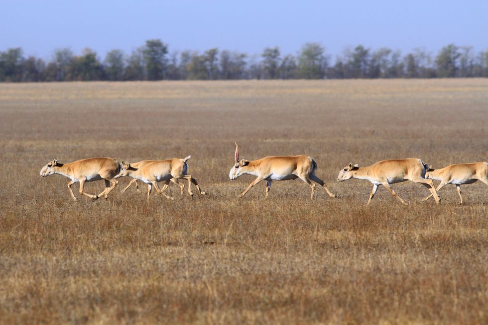 Unheard of' Mass Death That Wiped Out 60,000 Endangered Antelope in Four Days Still Baffles Scientists