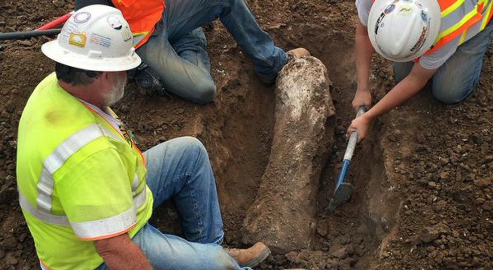 Prehistoric Fossils From the Last Ice Age Discovered by Construction Crew in California