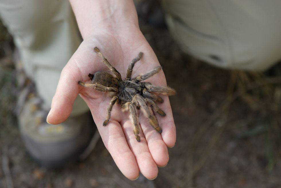 Spider on a Plane: Escaped Tarantula Grounds Flight