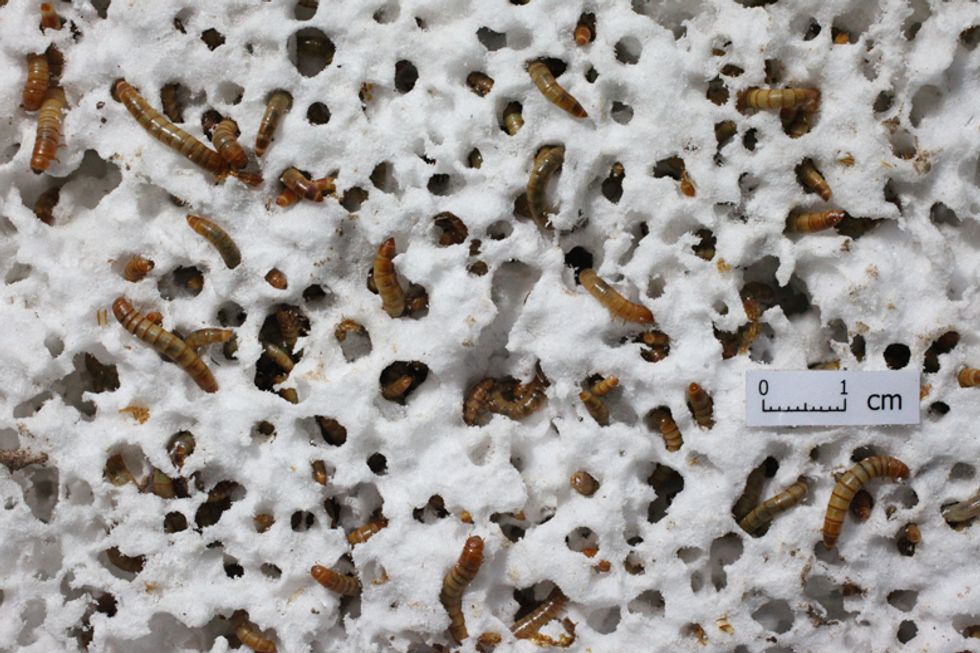 This Is a Shock': Scientists Put Mealworms on a Diet of Styrofoam and Were Surprised to See What Happened