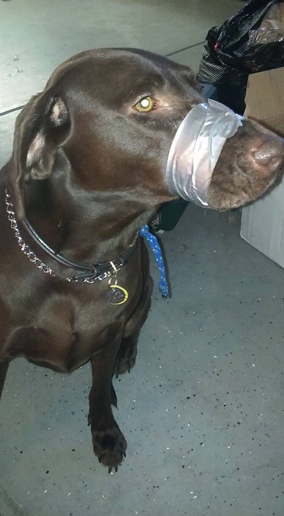 Florida Police Are Investigating Disturbing Photo of Dog With Muzzle Taped Shut. See How the Woman Who Posted the Photo is Defending Herself.