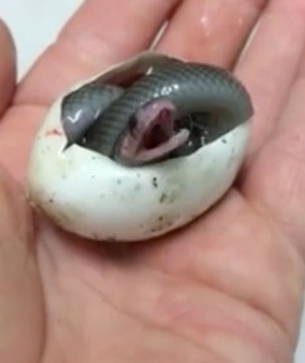 Snakes Aren't Often Called 'Cute' – but That's Because You Haven't Seen This One