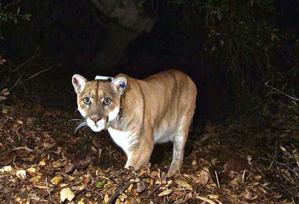 She's a Hero': Mother Rescues 5-Year-Old Son From Mouth of Mountain Lion