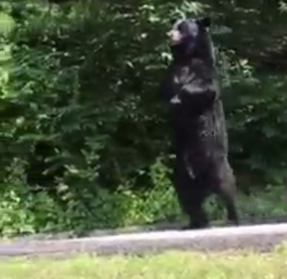 Black Bear That Gained Notoriety for Walking on Hind Legs Through New Jersey Neighborhoods Has Reemerged