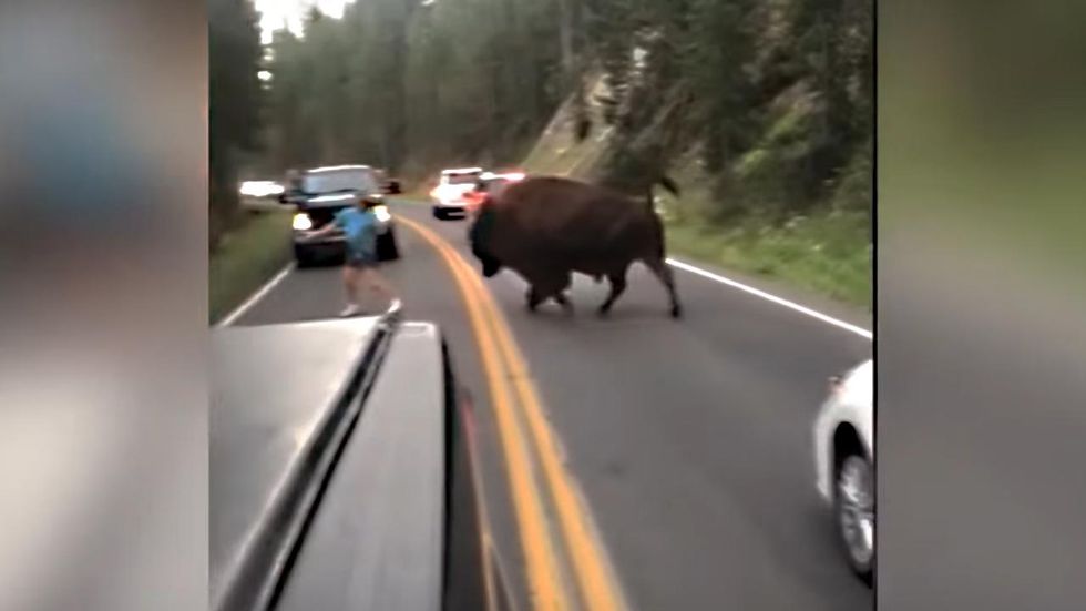 Man arrested after viral video shows him taunting huge bison at Yellowstone National Park