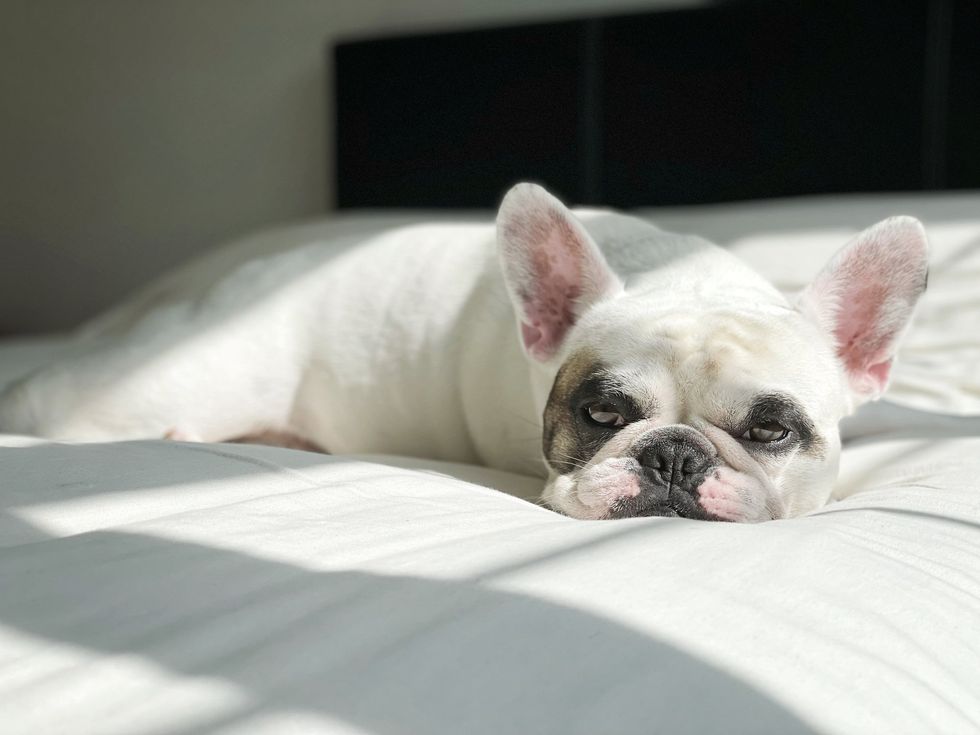 FedEx driver accused of stealing $5,500 French bulldog while making deliveries — but that's not the worst part