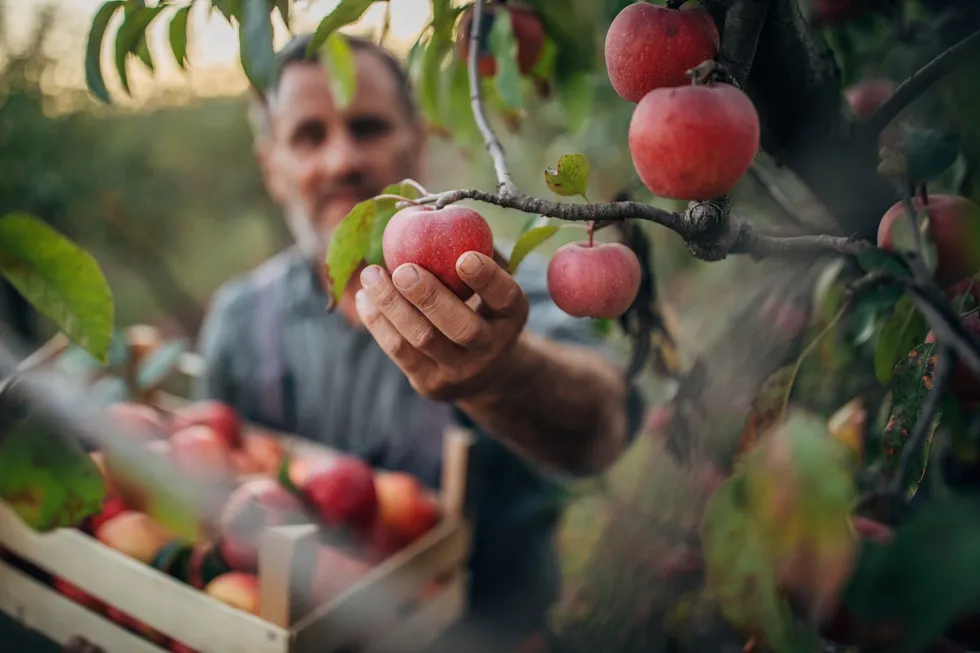 ‘Who’ll pick apples?’ The Democrats’ degrading push for cheap labor