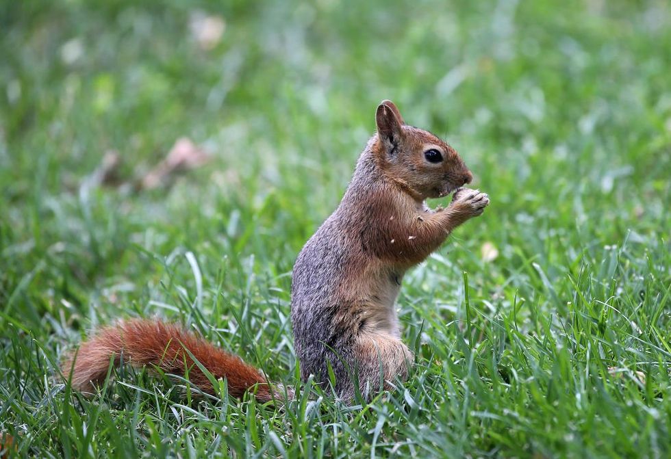 What really happened in the shocking state raid, killing of beloved Peanut the squirrel? Turns out the government was wrong.