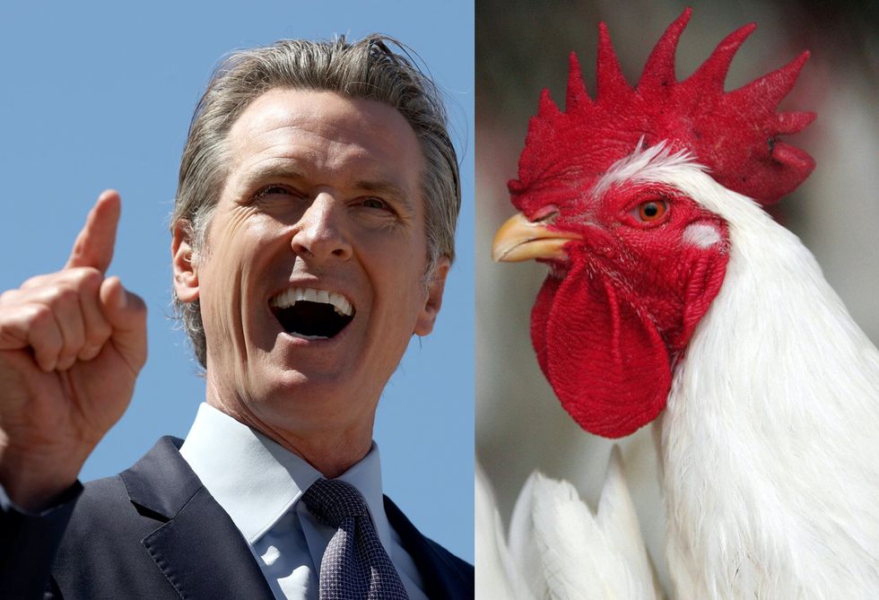 Gavin Newsom orders state of emergency over bird flu in California