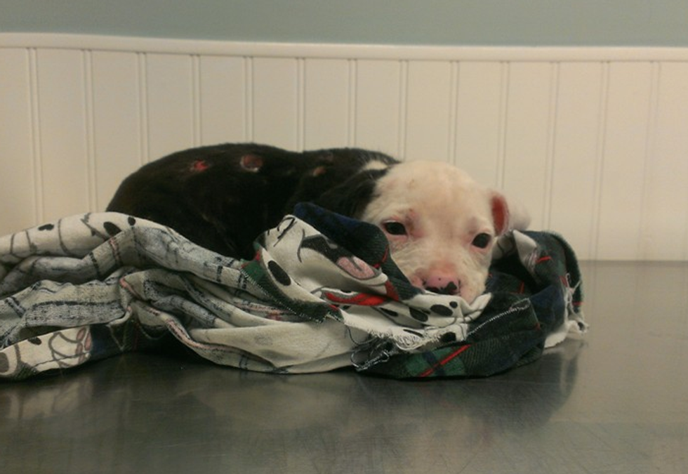 Horribly Burned Puppy Was Rescued by a Firefighter. Now See What He Now Does With His Second Chance at Life.