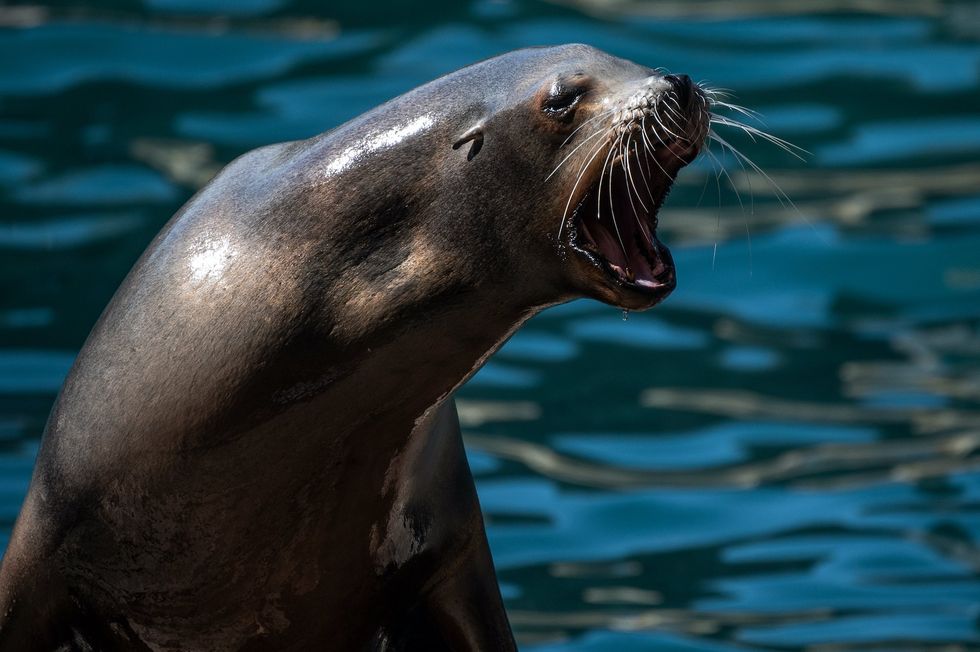 Man decapitated sea lion on Christmas day and rode away on e-bike with its head, California officials say