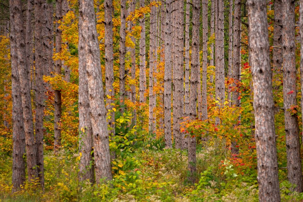 Natural resources officials plan to destroy 420 acres of Michigan forest — to help protect the environment