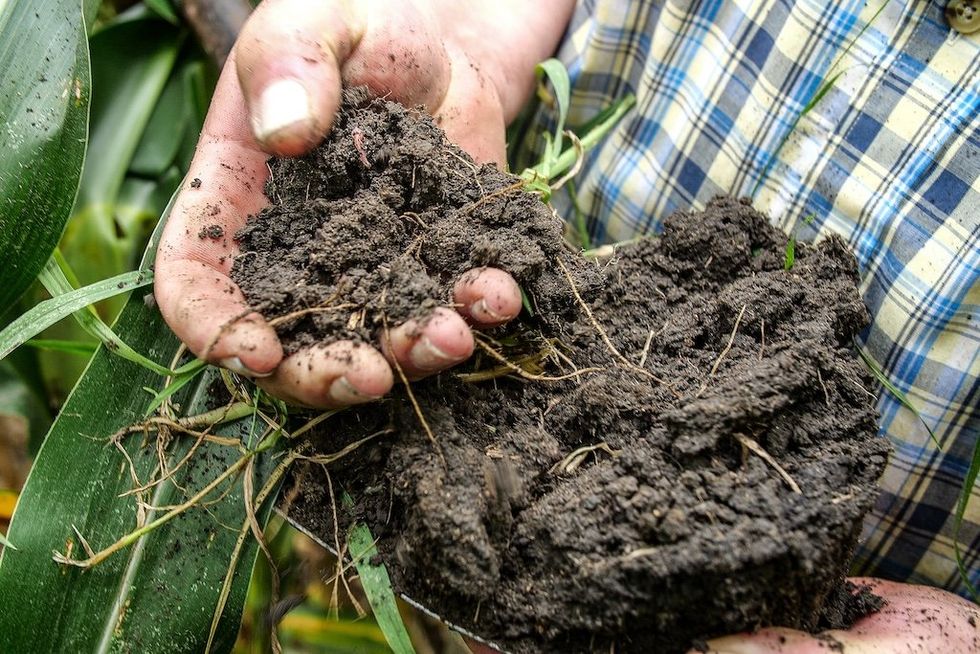 Nutritional renaissance: Better soil, better food, better health