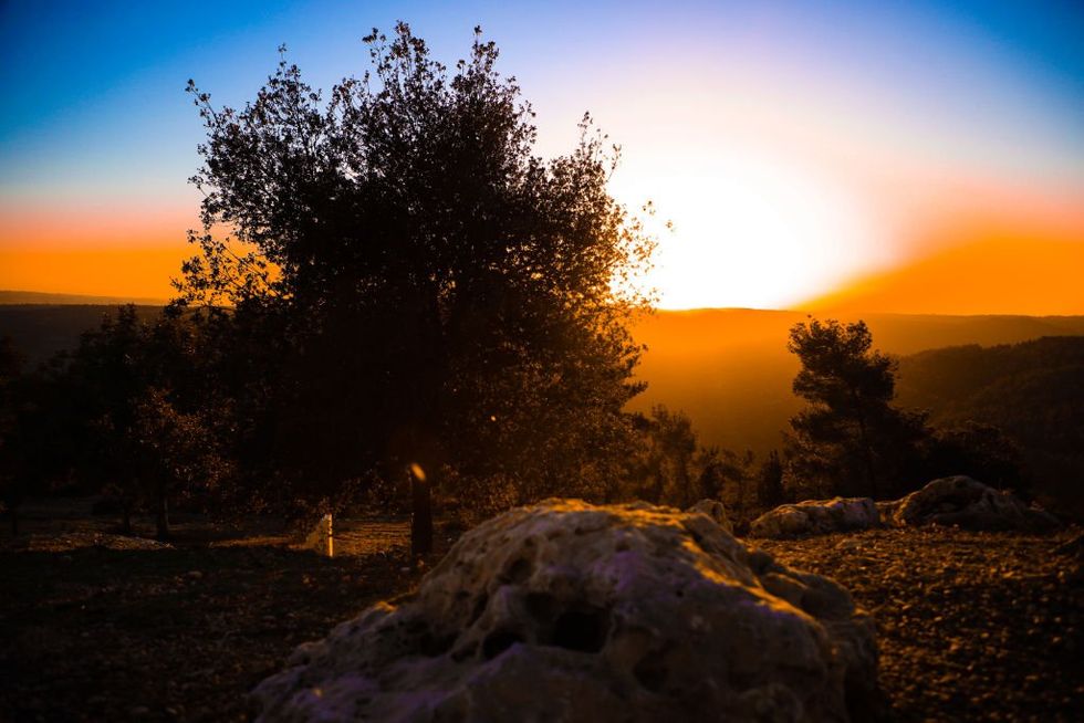 Scientists revive 1,000-year-old seed from cave near Jerusalem, possibly resurrecting mysterious tree mentioned in the Bible