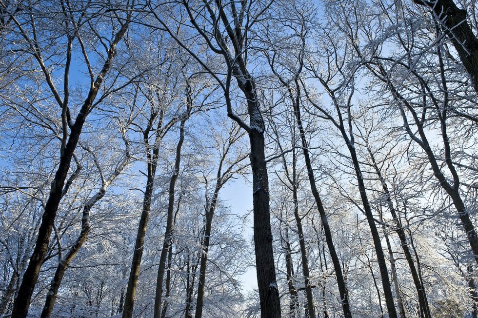 Suspect flees to Mexico after dumping refrigerator with body of his girlfriend in New Jersey forest, police say