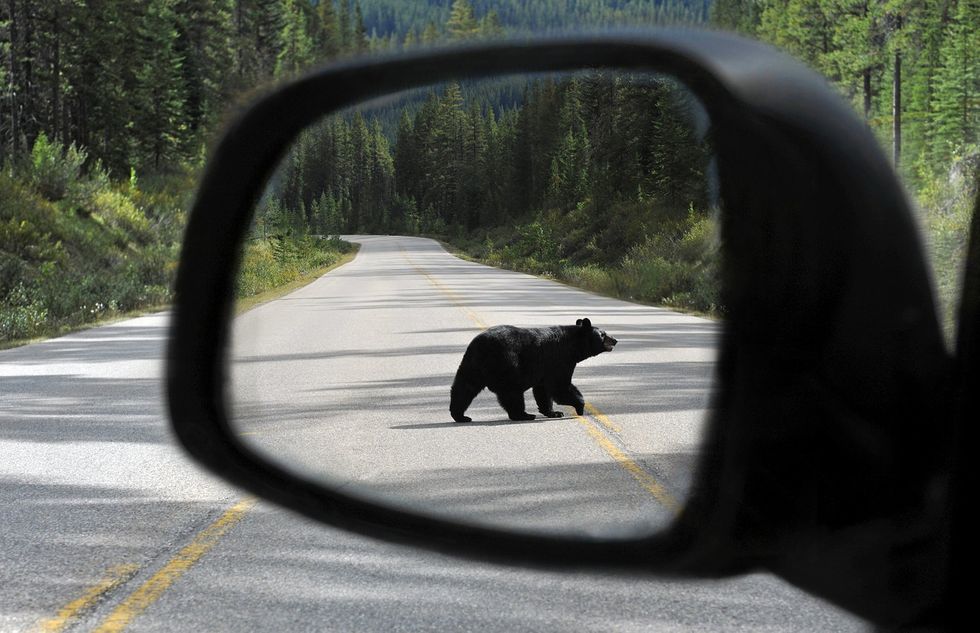 Wild attacks on luxury cars puzzle insurance officials — until wildlife expert notices something odd about 'bear' on video