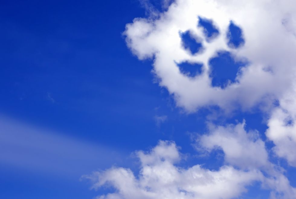 Will our pets be in heaven? Unpacking God's heart for animals